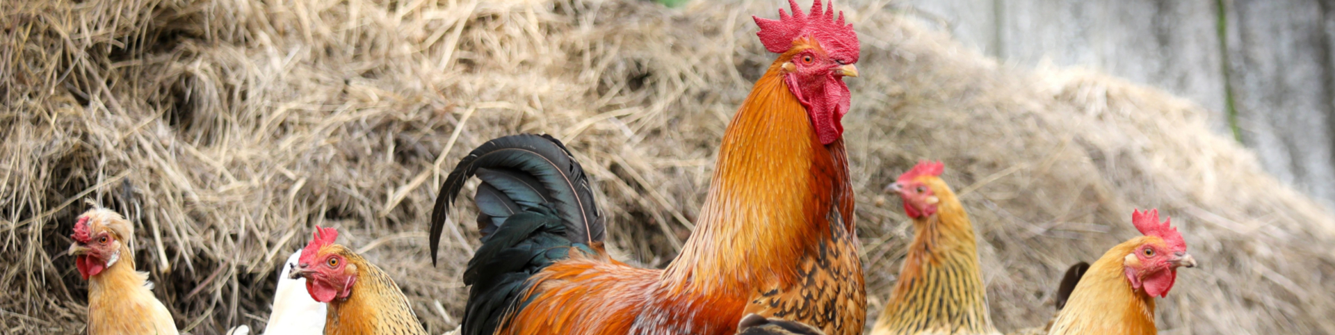 Akademie für Tiergesundheit